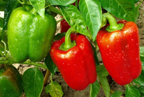How to Grow Your Own Pepper Indoors