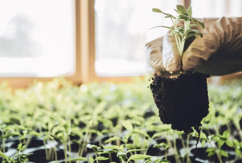 Grow Your Own Herb Garden Kit: How to Grow Your Own Herb Garden Indoors