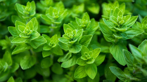 How to Grow Oregano Outdoors