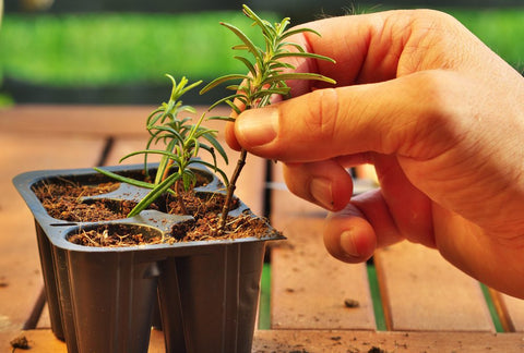 Taking Care of Indoor Fruit Trees