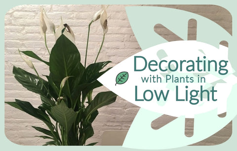 How to Decorate with Plants in Low Light