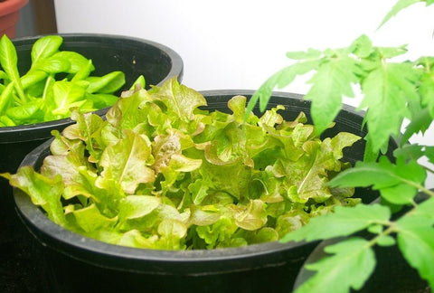 How to Grow Lettuce Indoors