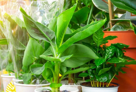 How to Grow Banana Indoors