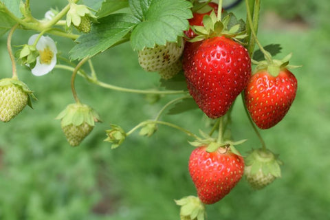 How To Grow Strawberries At Home