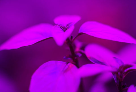 Why Are Some Grow Lights Purple? 3 Key Reasons Why We Think You Should Avoid Them