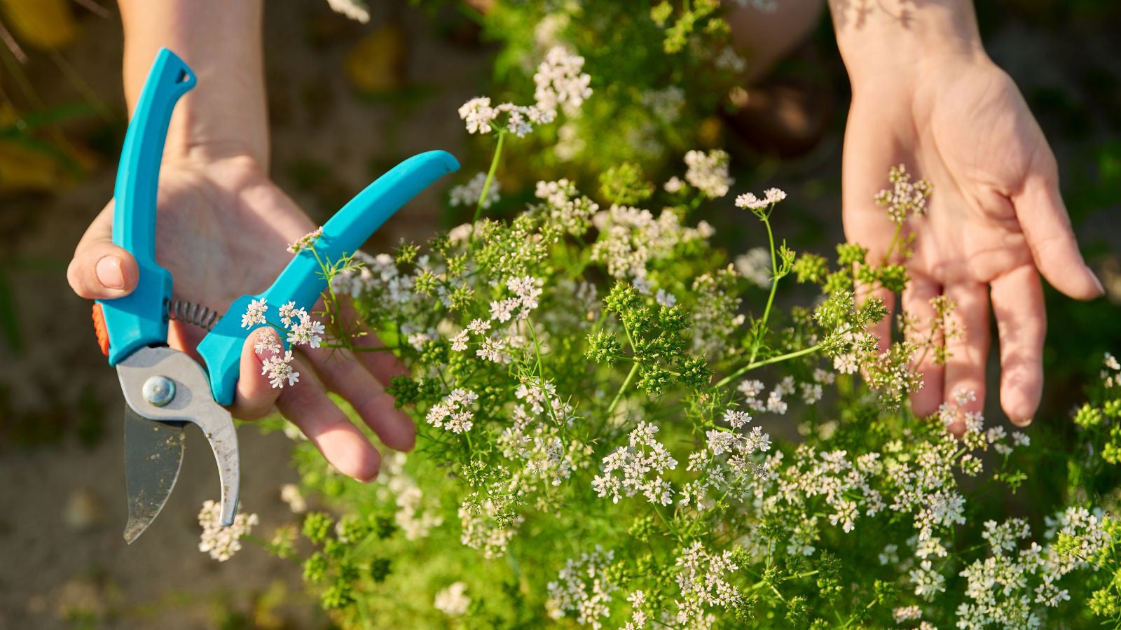 Bolting is what happens when a plant decides it’s time to stop making leaves and start making seeds.