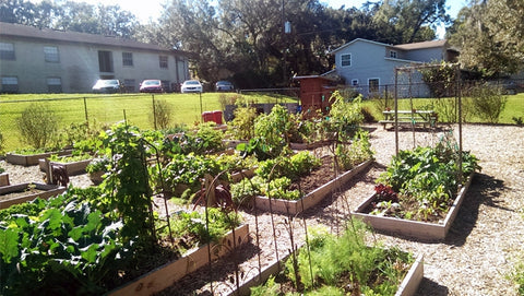 Allotment Tips and Ideas: Take Part in a Community Garden