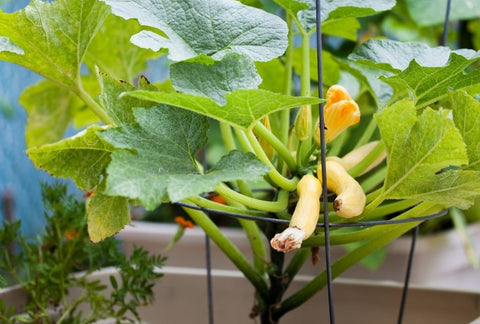 How to Grow Summer Squash Indoors