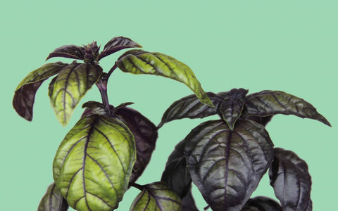 Frequently Asked Questions – Window Sill Garden