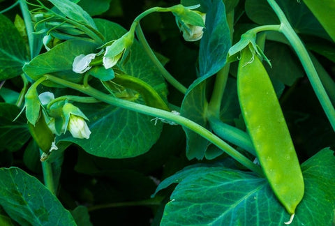 How to Grow Peas Indoors