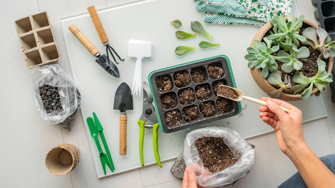 5 Reasons You Should Be Gardening Indoors