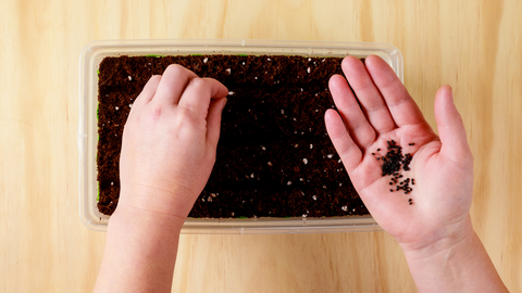 How To Grow Herbs From Seed Successfully Every Time