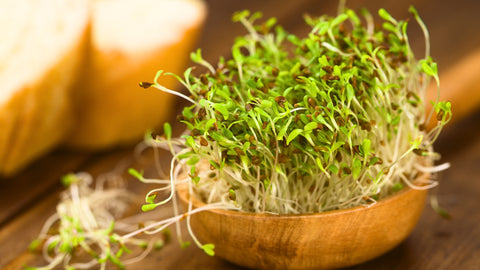 The Top 10 Easiest Seeds to Sprout at Home: A Beginner's Guide