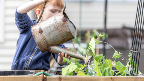 Watering Your Garden: When and How