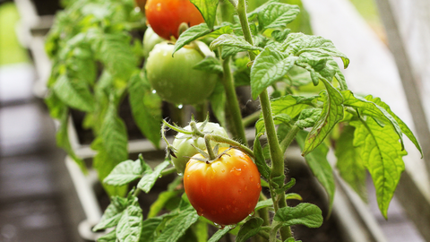 What are the Best Fruits and Vegetables to Grow Indoors?