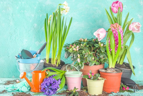 Spring Gardening 101: What to Plant, What to Harvest, & Planning Your Garden