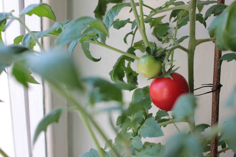 How to Grow Vegetables Indoors