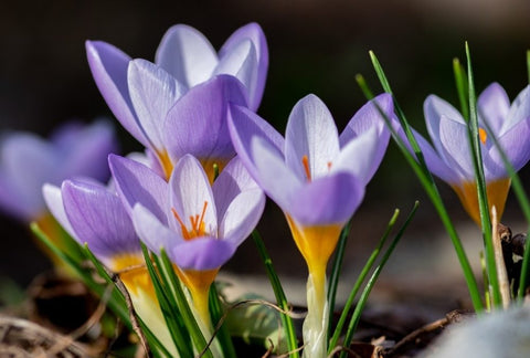 How to Grow Saffron Indoors