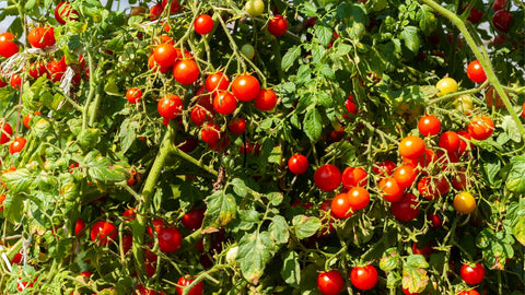 Growing Cherry Tomatoes Outdoors