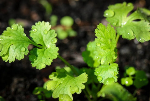 Where to Buy a Cilantro (Coriander) Plant