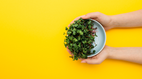 Microgreens - A Fun and Flavorful Buying Guide to help you find the Best Microgreens Growing Kit