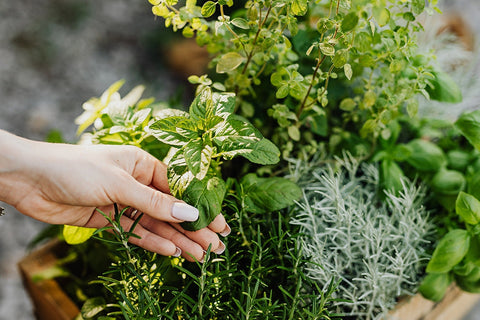 How to Care for a Mixed Herb Planter