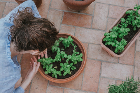 How to Seed, Prune, and Harvest Basil in Pots or the Garden