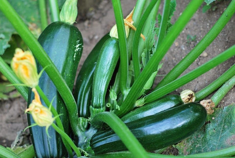 How to Grow Zucchini Indoors