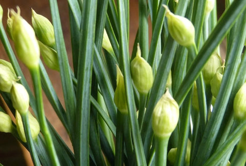 How to Grow Chives Indoors