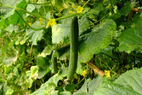How to Grow Cucumber Indoors