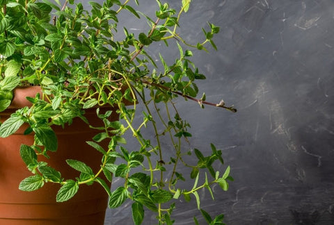 How to Grow Mint Indoors