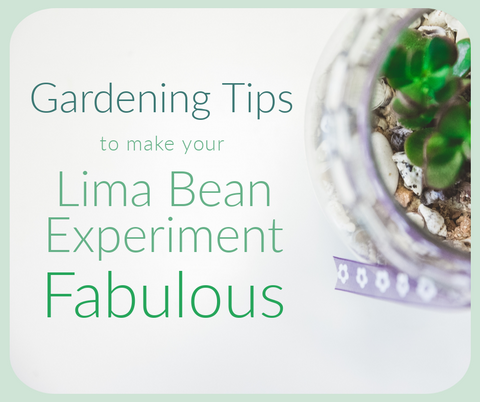 Make Your Lima Bean Science Experiment Fabulous With These Gardening Tips