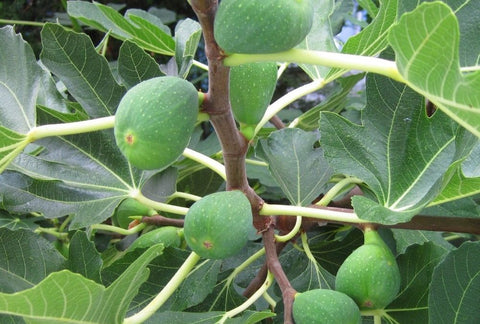 How to Grow Fig Indoors