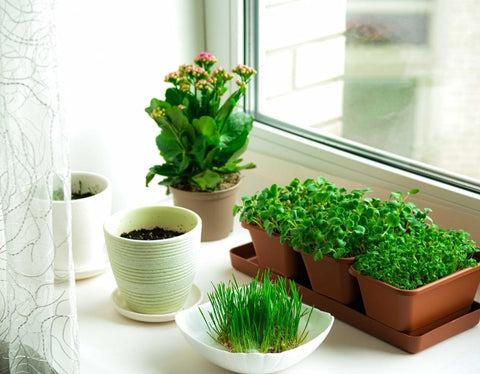 The 5 Best Plants for a Sunny Windowsill Garden