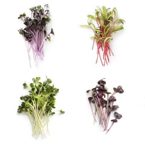 What Are The Different Types Of Microgreens – Where To Start?