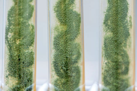 Mold And Algae On Your Aerogarden Sponges & Other Growing Substrates