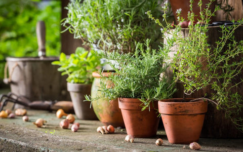 How to Grow Your Own Indoor Herb Garden