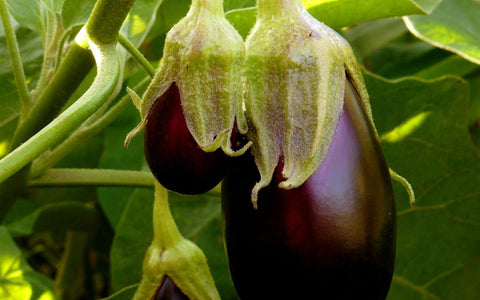 How to Grow Eggplant Indoors