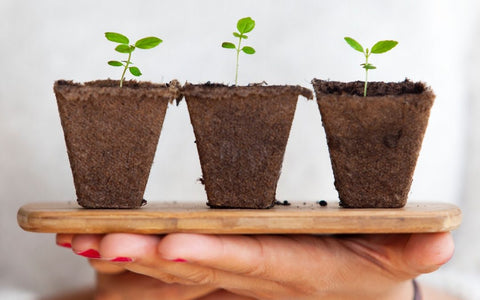 How to Grow Tomatoes At Home