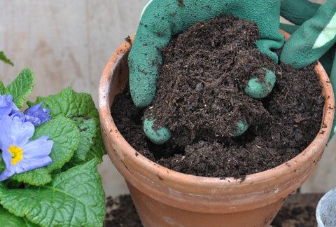 Spring Planting: The Best Pots & Potting Mix Used for Repotting