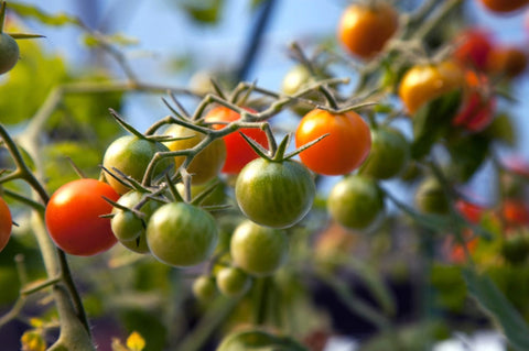 Indoor Light for Vegetables