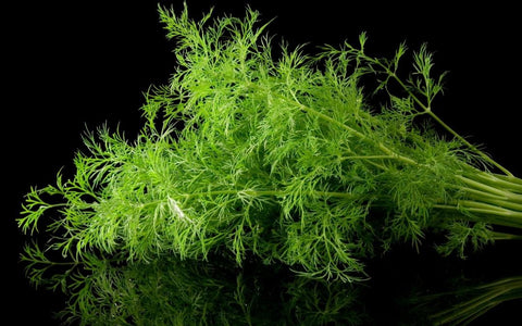How to Grow Dill Outdoors