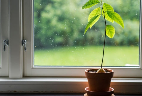 How to Grow Avocado Indoors