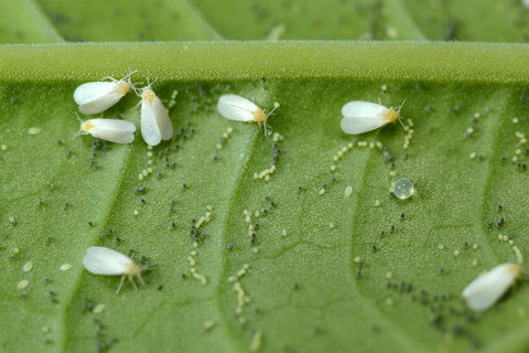 How To Prevent Common Herb & Vegetable Garden Pests & Disease