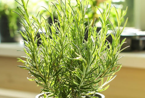 How to Grow Rosemary Indoors