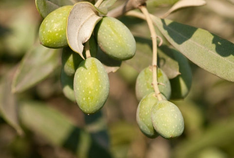 How to Grow Olive Indoors