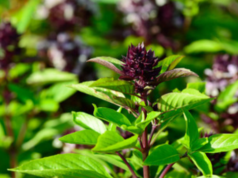 The Benefits of Thai Basil, and Why You Should Be Growing Thai Basil Indoors