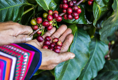 How to Grow Coffee Indoors