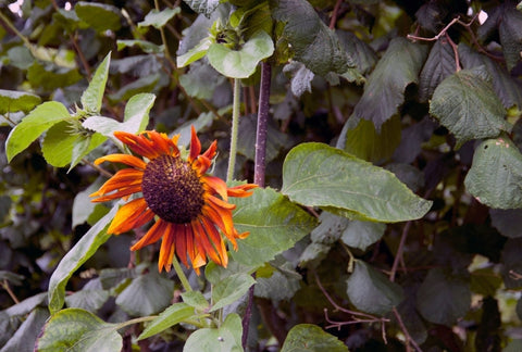 What to Do When Your Seeds Won’t Grow in Your Outdoor Garden