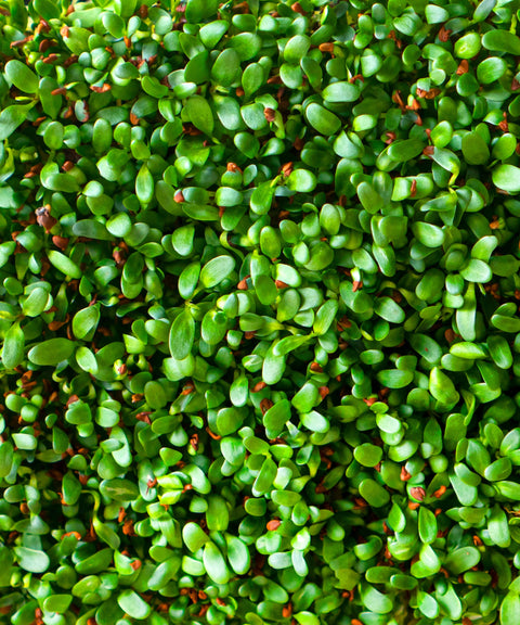 Organic Alfalfa Microgreens Seeds